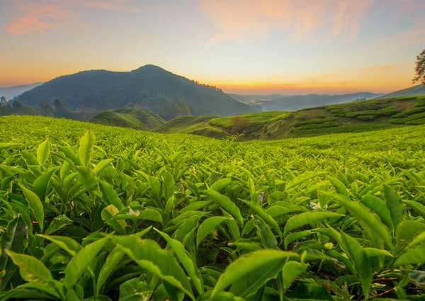 visiting the tea garden