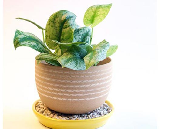 Coasters plant pots