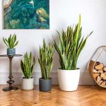 indoor plants home decoration ideas