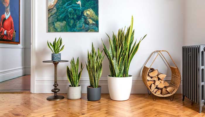 indoor plants home decoration ideas