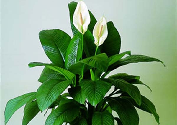 Peace lily