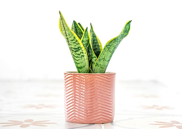 Snake plant