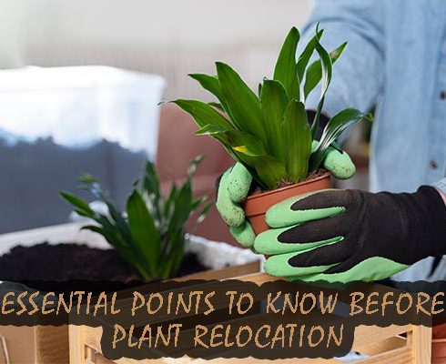 essential points to know before plant relocation