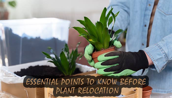 essential points to know before plant relocation