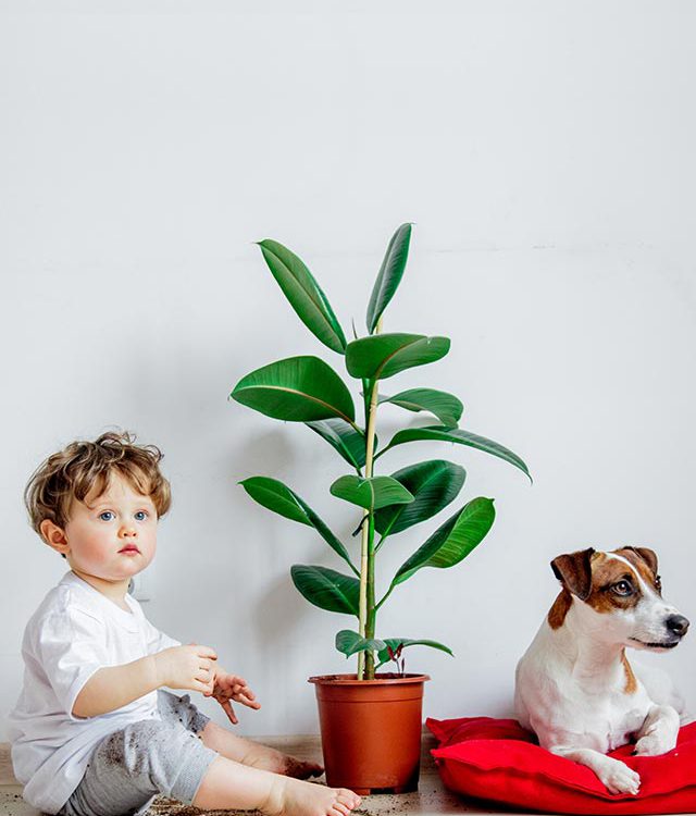8 toxic indoor plants for pets and children