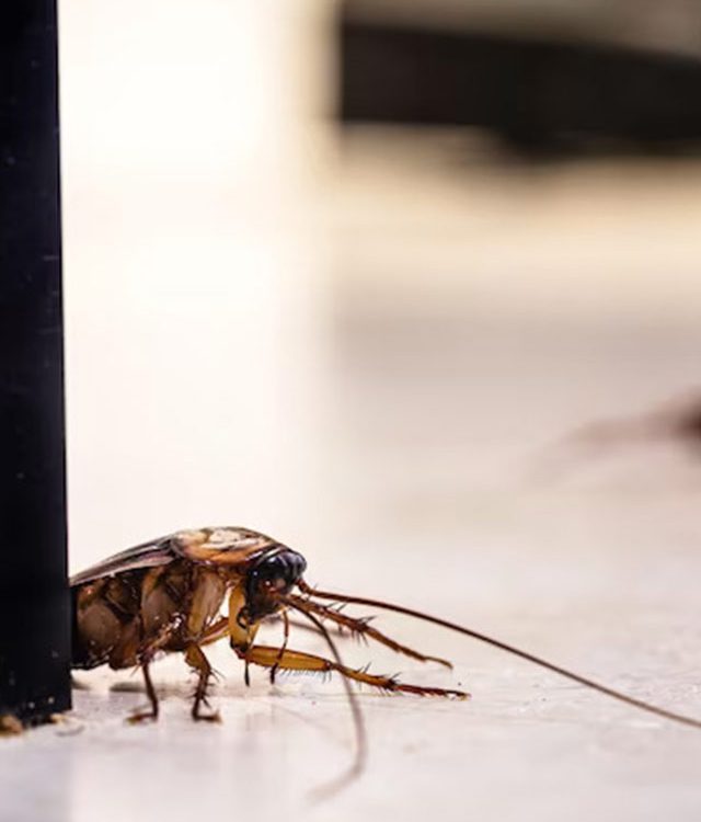 10 best pest control tips