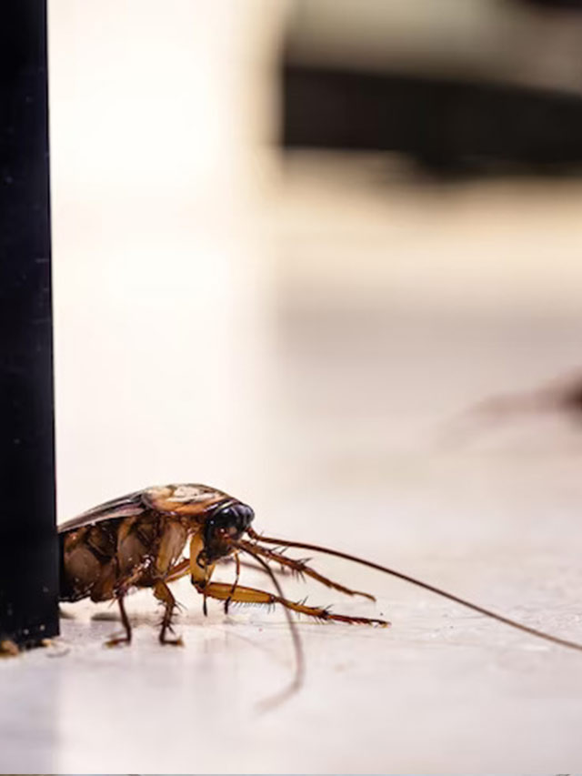 10 Best Pest Control Tips