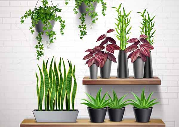 Artificial or original plants