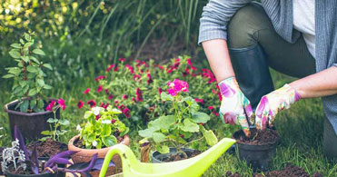 Best Home Gardening Tips for Beginners in India!