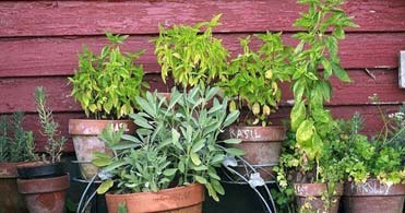 20 Best Mosquito Repellent Plants for Your Home & Garden!!!