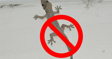 How To Get Rid Of Lizards At Home Permanently!