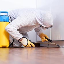 Proactive Pest Solution